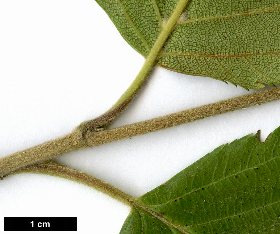 High resolution image: Family: Betulaceae - Genus: Betula - Taxon: utilis - SpeciesSub: subsp. jacquemontii 'Inverleith'